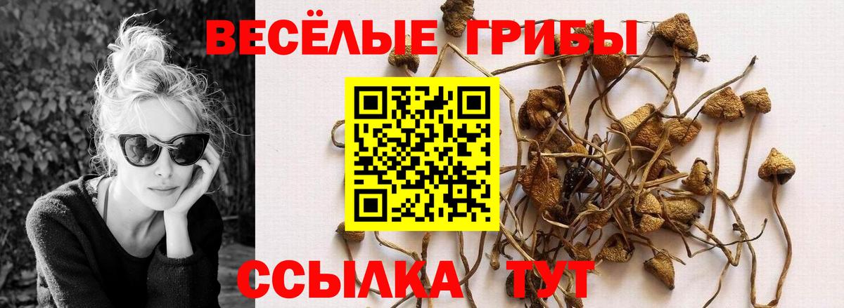 Галлюциногенные грибы Psilocybe Москва